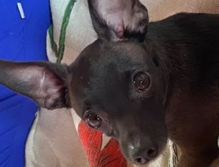 Tutor oferece recompensa por cachorro desaparecido em Santo Antônio de Jesus