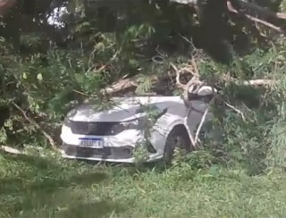 Árvore cai e atinge carro no campus da UFRB em Cruz das Almas