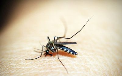 Brasil tem mais de 6,5 milhões de casos prováveis de dengue este ano