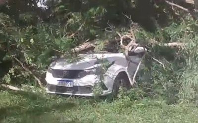 Árvore cai e atinge carro no campus da UFRB em Cruz das Almas